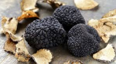 Caza de trufas negras y degustación en Espartillar: una experiencia única en Argentina