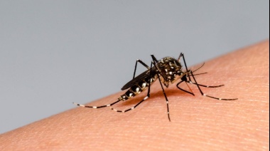 Dengue en Bahía: “Todavía estamos a tiempo de frenar el avance del mosquito”