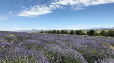 Entre lavandas y sierras: el rincón sensorial que enamora en Coronel Suárez