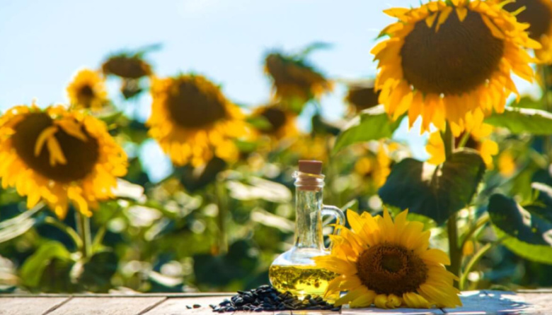 El girasol argentino alcanzó una marca récord de producción y exportaciones