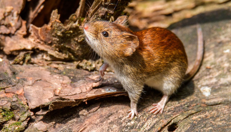 Confirman un caso de hantavirus en Tres Arroyos y refuerzan las medidas de prevención