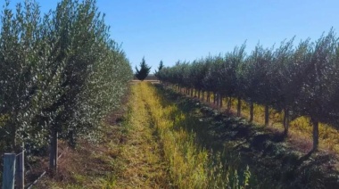 Ruta del Olivo: un proyecto clave para el sudoeste bonaerense