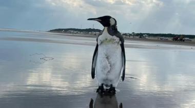 Apareció un pingüino real en la playa de Orense