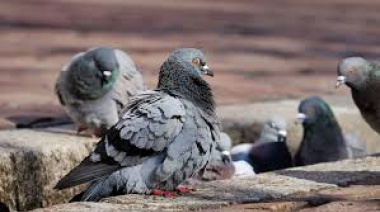 Bahía Blanca busca voluntarios para hacer un censo de palomas