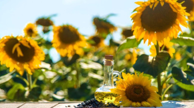 El girasol argentino alcanzó una marca récord de producción y exportaciones