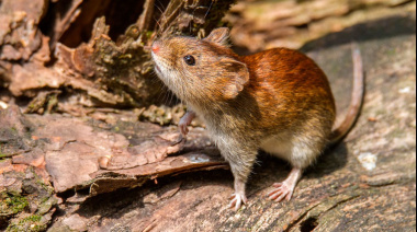 Confirman un caso de hantavirus en Tres Arroyos y refuerzan las medidas de prevención