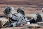 Bahía Blanca busca voluntarios para hacer un censo de palomas