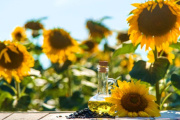 El girasol argentino alcanzó una marca récord de producción y exportaciones
