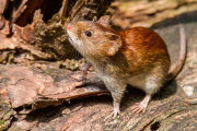 Confirman un caso de hantavirus en Tres Arroyos y refuerzan las medidas de prevención